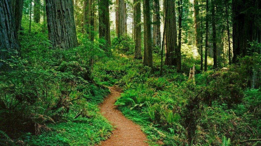 forest-path-pictures-32576-33323-hd-wallpapers.jpg